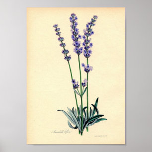 Affiche d'usine de Lavendar