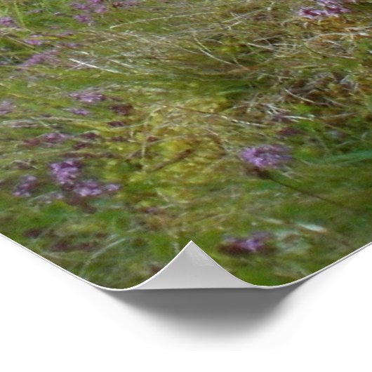 Affiche écossaise (Coin)