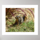 Affiche - Écureuil curieux (Devant)