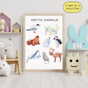 Affiche éducative sur les animaux arctiques
