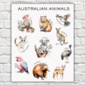Affiche éducative sur les animaux australiens
