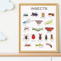 Affiche éducative sur les insectes