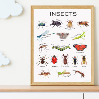 Affiche éducative sur les insectes
