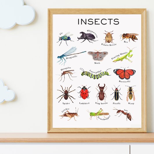 Affiche éducative sur les insectes