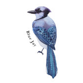 Affiche éducative sur les oiseaux d'hiver