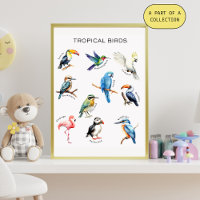 Affiche éducative sur les oiseaux tropicaux
