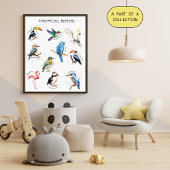 Affiche éducative sur les oiseaux tropicaux