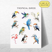 Affiche éducative sur les oiseaux tropicaux