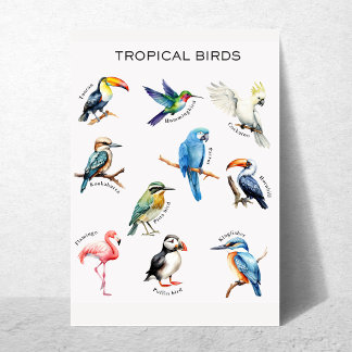 Affiche éducative sur les oiseaux tropicaux