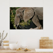 Affiche éléphant (Cuisine)