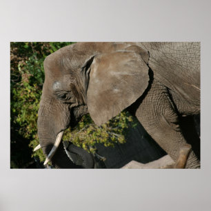 Affiche éléphant