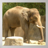 affiche éléphant2 (Devant)