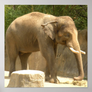 affiche éléphant2