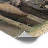 affiche éléphant4 (Coin)