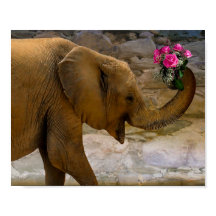 Affiche Elephant avec Rose
