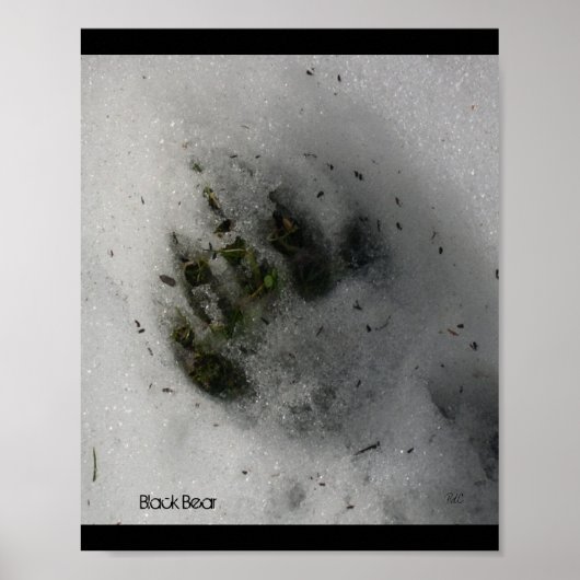Affiche Empreinte d'Ours (Devant)
