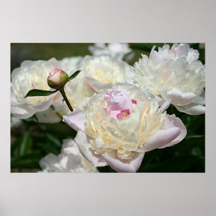 Affiche en pastel de blanc de rose d'impression