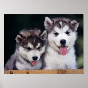 Affiche enrouée de chiot