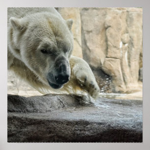 Affiche espiègle d'ours blanc