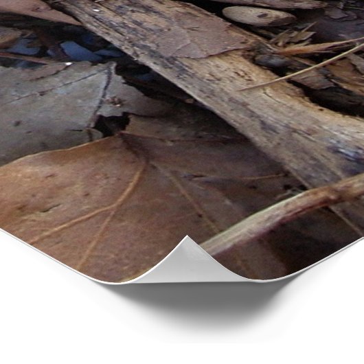 Affiche Feuilles d'automne Imprimer (Coin)