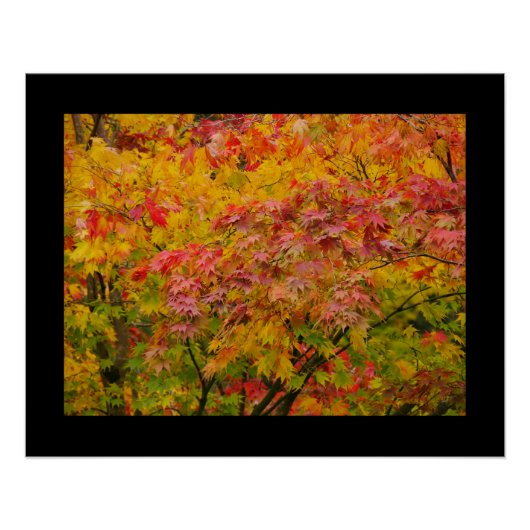 Affiche Feuilles d'Érable (Devant)