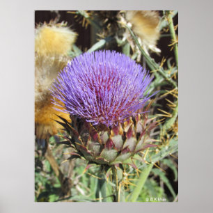 Affiche - Fleur de chardon violet unique