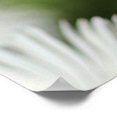 Affiche Fleur de Marguerite en Fleur (Coin)