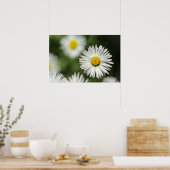 Affiche Fleur de Marguerite en Fleur (Cuisine)