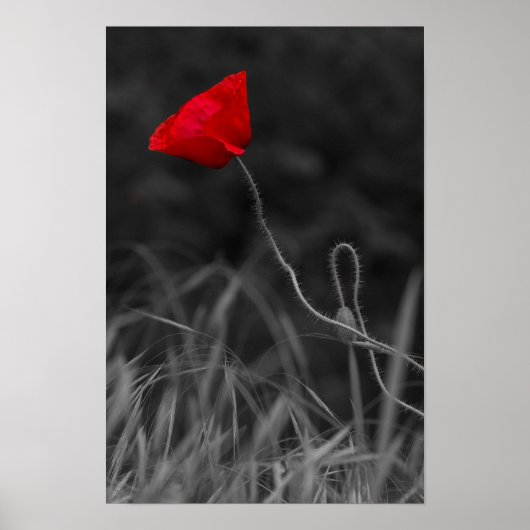 Affiche Fleur de Pavot Rouge (Devant)