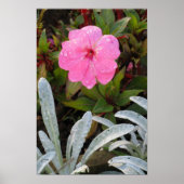 Affiche Fleur humide (Devant)