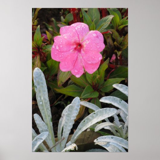 Affiche Fleur humide (Devant)