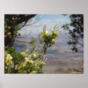 Affiche Fleur Jaune au Grand Canyon