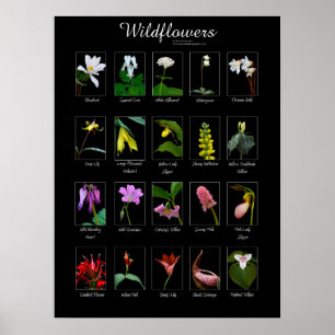 affiche fleur sauvage