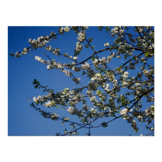 Affiche - Fleurs de cerisier blanches sur fond de (Devant)