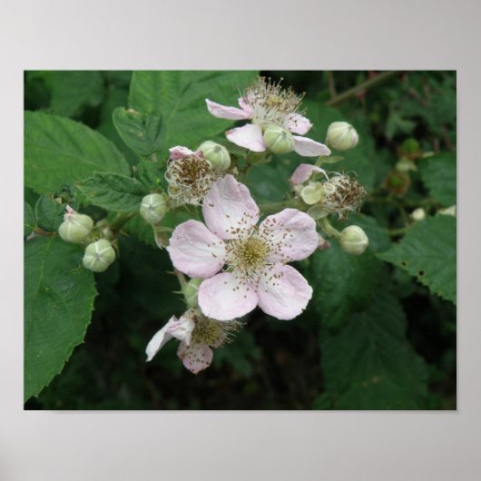Affiche Fleurs de Ronce (Devant)