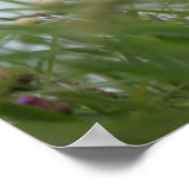 Affiche Fleurs et mauvaises herbes (Coin)