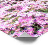 Affiche | Fleurs roses de Poméranie 2 (Coin)