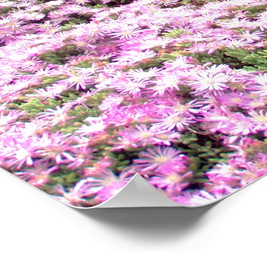 Affiche | Fleurs roses de Poméranie 2 (Coin)