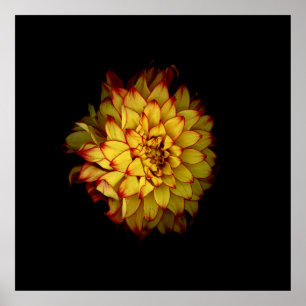 Affiche florale de Dahlia doré ardent