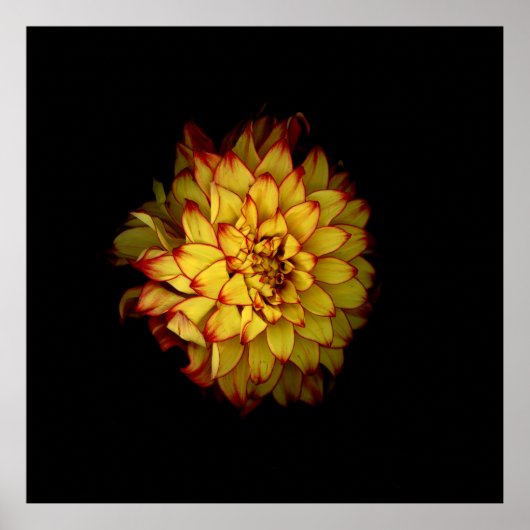 Affiche florale de Dahlia doré ardent (Devant)