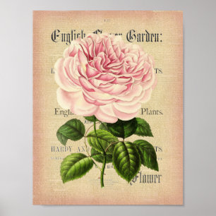 Affiche florale féminine vintage de fleur rose