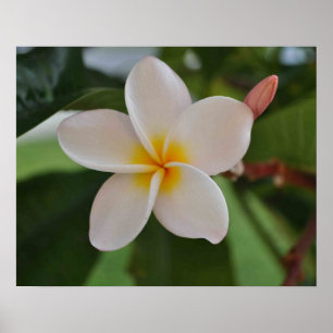 Affiche florale hawaïenne