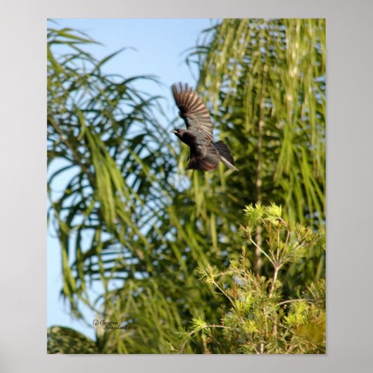 Affiche Flying Crow (Devant)