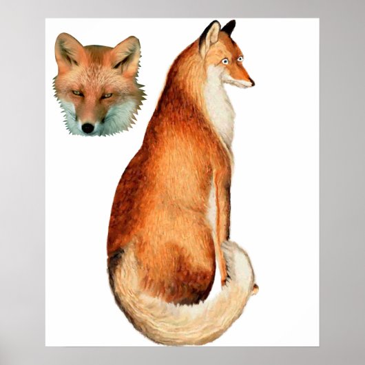 Affiche Fox (Devant)