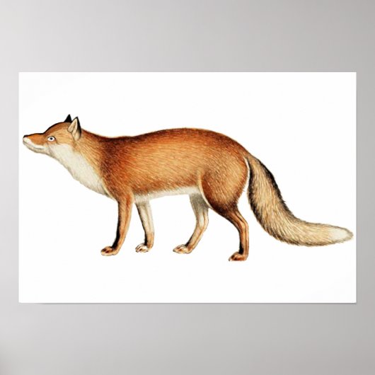 Affiche Fox (Devant)