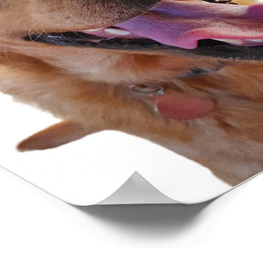 Affiche Fox rouge Labrador (Coin)