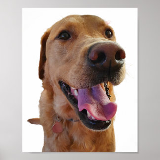 Affiche Fox rouge Labrador