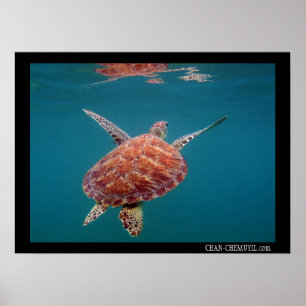 Affiche géante de tortue de mer