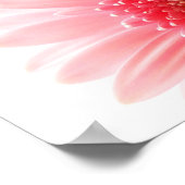 Affiche Gerbera Daisy (Coin)