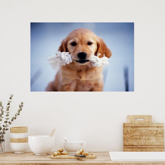 Affiche Golden Retriever (Cuisine)